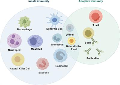 The role of innate immune cells in the colorectal cancer tumor microenvironment and advances in anti-tumor therapy research